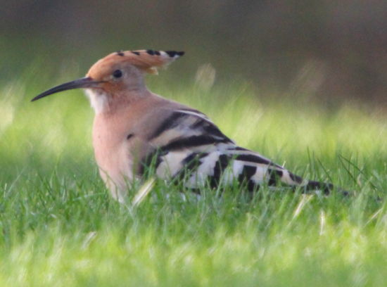 Hoopoe by Nicola Parkman on 30/03/2012