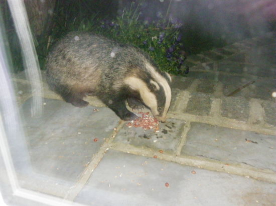 Badger Watch Poldhu Cove Luxury Seaside cottages