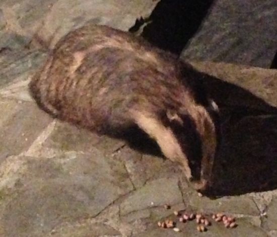 Badger Rescue 3 by Nicola Parkman on 03/04/2013