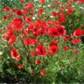 Meadow Flowers In The Garden at Trewoon - added 29/06/2011 by Vicki & Anthony
