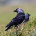 Jackdaw .Cliff walk above Gunwalloe - added 29/06/2015 by John Wright