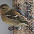 Chaffinch Photographed in the Cornish seaside garden of the luxury holiday cottage - By The Seashore, Trewoon Poldhu Cove Mullion Lizard Cornwall seasidecottagescornwall.co.uk - added 25/03/2012 by seasidecottagescornwall.co.uk