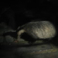 badger watch - added 12/09/2011 by mrs winter