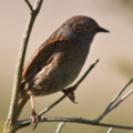 Dunnock - added 15/10/2012 by John Wright