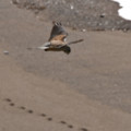 Kestrel taken between loo bar and gunwalloe - added 25/03/2012 by John and Shirley McQuitty