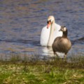 Swan and Canada Goose at Marazion - added 04/07/2015 by John Wright