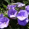 Flowers - added 31/07/2011 by Nicola