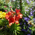 Flowers - added 31/07/2011 by Nicola