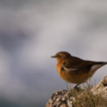 Juvenile Wheatear - Predannack Cliffs - added 19/01/2012 by John Wright