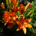 Flowers - added 31/07/2011 by Nicola