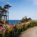 Flowers along driveway - added 30/07/2014 by John Wright