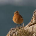 Juvenile Wheatear - Predannack Cliffs - added 19/01/2012 by John Wright