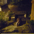 A Badger Feeding At Trewoon - added 01/07/2011 by Nicola