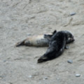 Seals Resting In A Cove At Godrevy - added 22/12/2011 by John Wright
