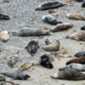 Seals Resting In A Cove At Godrevy - added 22/12/2011 by John Wright
