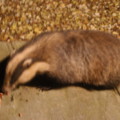 Badger watching 2 - added 18/03/2012 by Dave and Val
