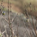 Blue Tits in the seaside holiday cottage garden at Trewoon Poldhu Cove Mullion Cornwall - added 14/01/2012 by seasidecottagescornwall.co.uk