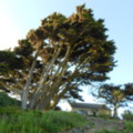 tree drama - added 25/06/2012 by Roger & Kay