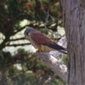 Photographed in the garden of seasidecottagescornwall.co.uk Poldhu Cove - added 30/04/2012 by Mark and Doreen