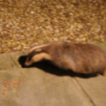 Badger watching - added 18/03/2012 by Dave and Val