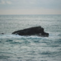 Lizard Point - added 15/02/2012 by Tracey & Brad