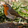 Robin - Photographed in the Cornish seaside garden of the luxury holiday cottage - By The Seashore, Trewoon Poldhu Cove Mullion Lizard Cornwall seasidecottagescornwall.co.uk - added 25/03/2012 by seasidecottagescornwall.co.uk