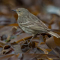 Rock Pipet ..also on Kelp at lifeboat station - added 29/06/2015 by John Wright