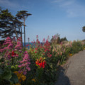 Driveway leading to Rest-a-Shore - added 30/07/2014 by John Wright