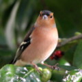 Chaffinch in the seaside holiday cottage garden at Trewoon Poldhu Cove Mullion Cornwall - added 15/01/2012 by Seaside Cottages Cornwall