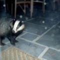 Badger