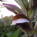 The garden plants - added 03/08/2011 by Oliver