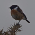 Stonechat Poldhu Cove - added 15/10/2012 by John Wright