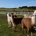 Lamas at Mullion Meadows - added 22/12/2011 by John Wright