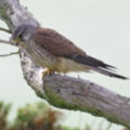 Photographed in the garden of seasidecottagescornwall.co.uk Poldhu Cove - added 30/04/2012 by Mark and Doreen