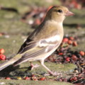 Chaffinch in the seaside holiday cottage garden at Trewoon Poldhu Cove Mullion Cornwall - added 15/01/2012 by Seaside Cottages Cornwall