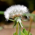 Dandelion Photographed in the Cornish seaside garden of the luxury holiday cottage - By The Seashore, Trewoon Poldhu Cove Mullion Lizard Cornwall seasidecottagescornwall.co.uk - added 25/03/2012 by seasidecottagescornwall.co.uk