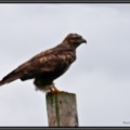 Buzzard - added 22/12/2011 by John Wright