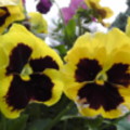 Flowers - added 03/08/2011 by Oliver