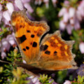 Butterfly Photographed in the Cornish seaside garden of the luxury holiday cottage - By The Seashore, Trewoon Poldhu Cove Mullion Lizard Cornwall seasidecottagescornwall.co.uk - added 25/03/2012 by seasidecottagescornwall.co.uk
