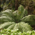 Oversized Fern at Church Cove Lizard - added 22/12/2011 by John Wright