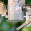 Chaffinch and Sparrow t in the seaside holiday cottage garden at Trewoon Poldhu Cove Mullion Cornwall - added 13/01/2012 by seasidecottagescornwall.co.uk