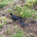 Choughs at the Lizard - added 18/03/2012 by Dave and Val