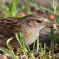 Photographed in the Cornish seaside garden  of the luxury holiday cottage - By The Seashore, Trewoon Poldhu Cove  Mullion Lizard Cornwall seasidecottagescornwall.co.uk - added 28/01/2012 by seasidecottagescornwall.co.uk