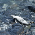 Seals Resting In A Cove At Godrevy - added 22/12/2011 by John Wright