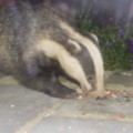 Nightly Visit - added 30/07/2011 by Pete and Bet