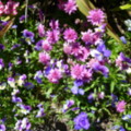 Flowers - added 31/07/2011 by Nicola