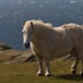 Wild Ponies at Church Cove Cliffs - added 15/10/2012 by John Wright