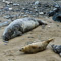 Seals Resting In A Cove At Godrevy - added 22/12/2011 by John Wright