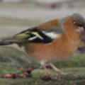 Chaffinchl in the seaside holiday cottage garden at Trewoon Poldhu Cove Mullion Cornwall - added 14/01/2012 by seasidecottagescornwall.co.uk