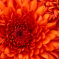 New Image Test - added 04/08/2011 by Ray Purnell